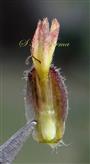   Outer phyllary with Ray floret (from inner side)